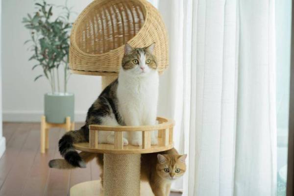 什么房子养猫更好风水好的