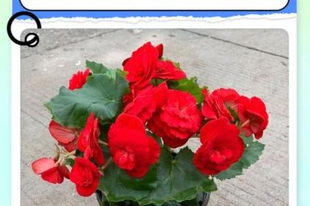 海棠花风水_家里养海棠花好吗