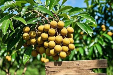 家里种龙眼树影响风水 家里种龙眼树影响风水嘛