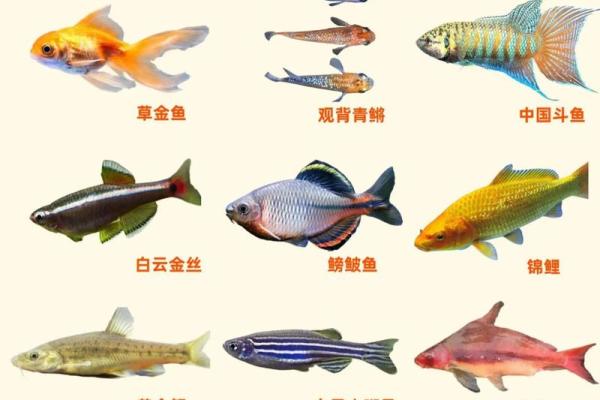 风水鱼养多少条比较好? 风水鱼养多少条比较好?