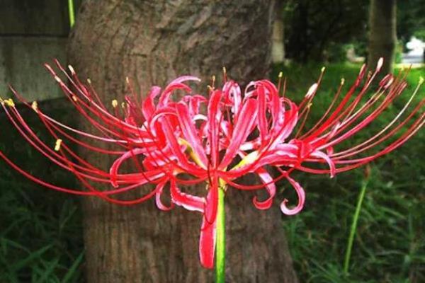 传统风水10种招鬼的花千万不能摆放在家里 传统风水10种招鬼的花千万不能摆放在家里