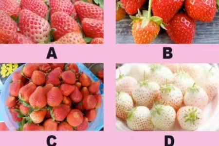 塔罗测试你何时求职成功？