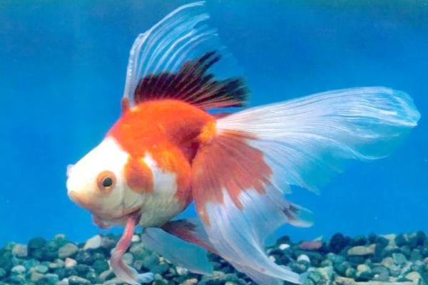 风水鱼的种类大全