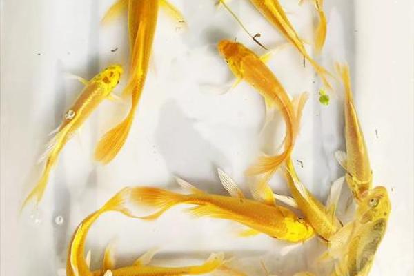 风水鱼的种类大全