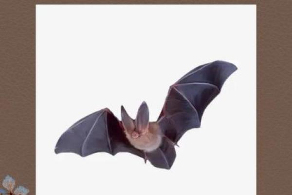 蝙蝠飞进家里好吗风水预示什么老人去世吗 蝙蝠飞进家里好吗风水预示什么老人去世吗