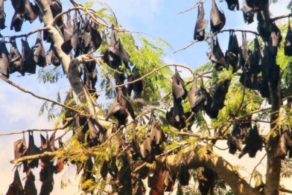 蝙蝠飞进家里好吗风水预示什么老人去世吗 蝙蝠飞进家里好吗风水预示什么老人去世吗