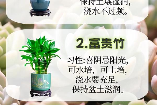 室内盆栽植物的介绍和风水作用 室内盆栽植物的介绍和风水作用