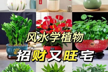 室内盆栽植物的介绍和风水作用