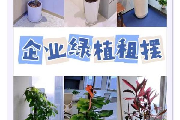 办公场所摆放植物的风水讲究