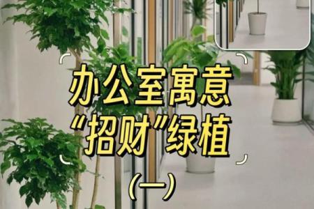 办公场所摆放植物的风水讲究