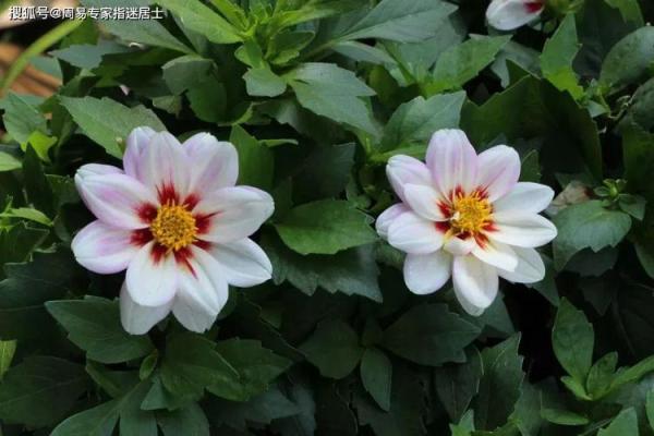 算命的说花园带天狗