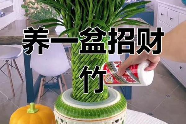 房子里生竹子好吗风水