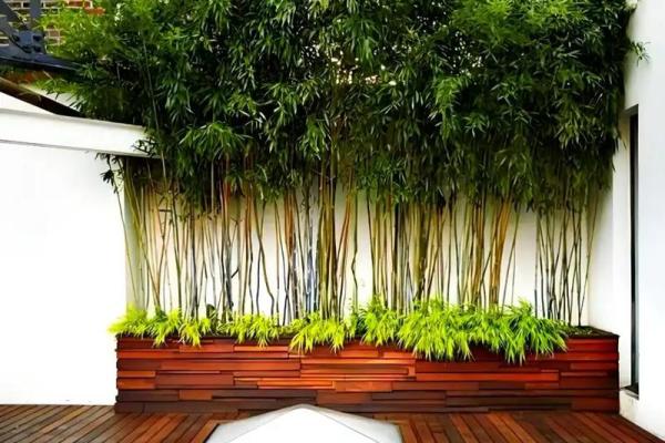 房子里生竹子好吗风水