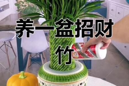 房子里生竹子好吗风水