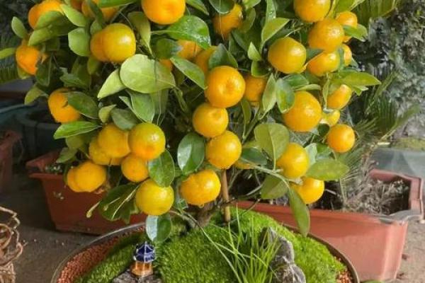 招财风水之招财的水果有哪些 你都见过吗