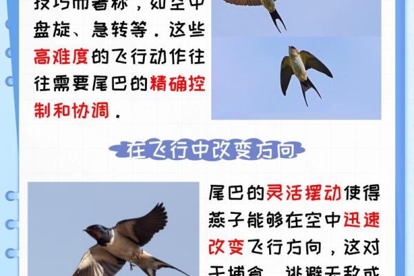 燕子科学风水