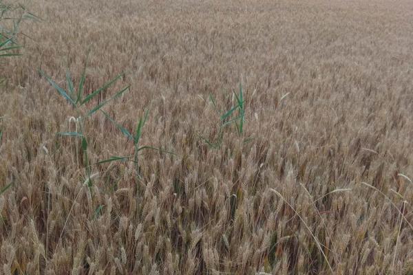 方位风水_成熟的麦子摆放在家里的什么位置更好