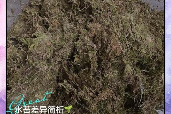 让家庭和谐青苔的风水