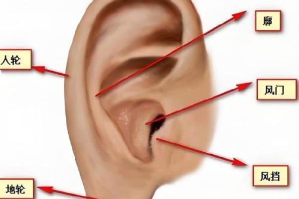 从面相看耳朵，耳朵面相算命图解