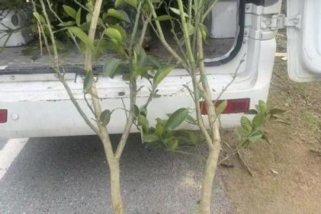 房子屋顶能种柚子树吗风水