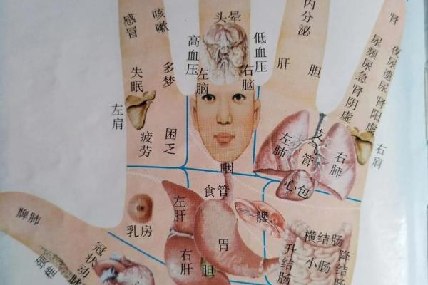 图解：手相手腕线算命