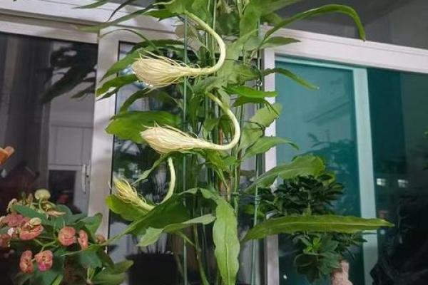 风水讲究，家里面养昙花好不好