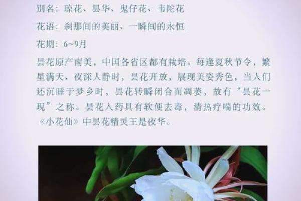 风水讲究，家里面养昙花好不好