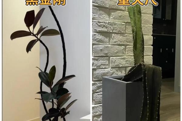 房子西边适合种什么植物风水好