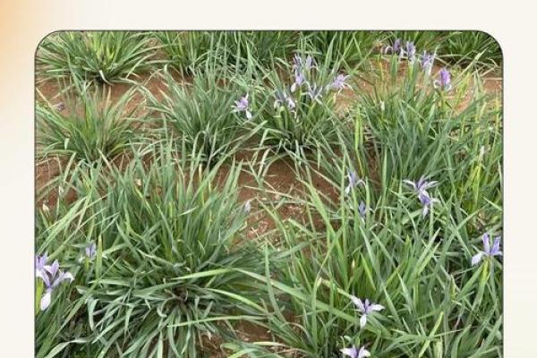 民间故事马兰花算命