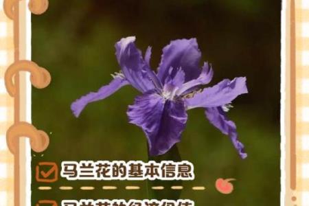 民间故事马兰花算命