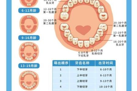 牙齿数量算命，牙齿算命图解