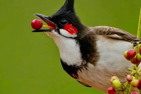 鸟儿算命图片大全