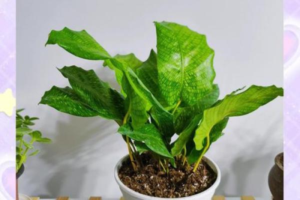 竹芋风水改善家庭空间气氛