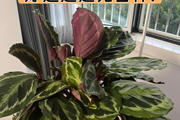 竹芋风水改善家庭空间气氛