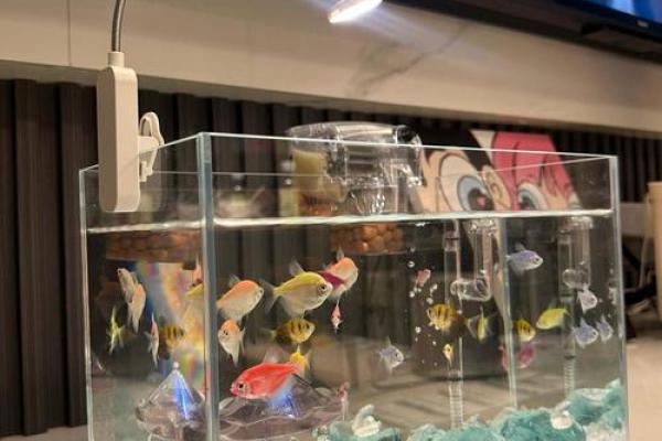 金鱼缸风水尾数功能鱼算不