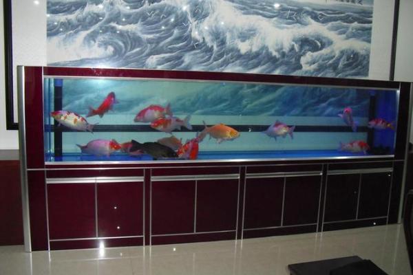 金鱼缸风水尾数功能鱼算不