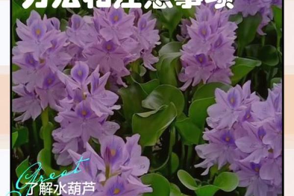 八字水旺农业：优质水草培育技巧分享