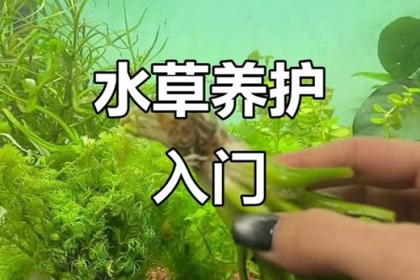 八字水旺农业：优质水草培育技巧分享