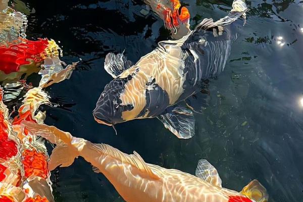 塔罗测试：活捉锦鲤！好运究竟离你有多远？