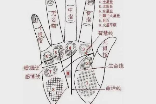 手相太阳线揭秘算命图解大全