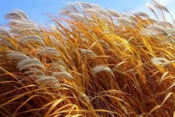 芦苇风水讲解 芦苇风水讲解