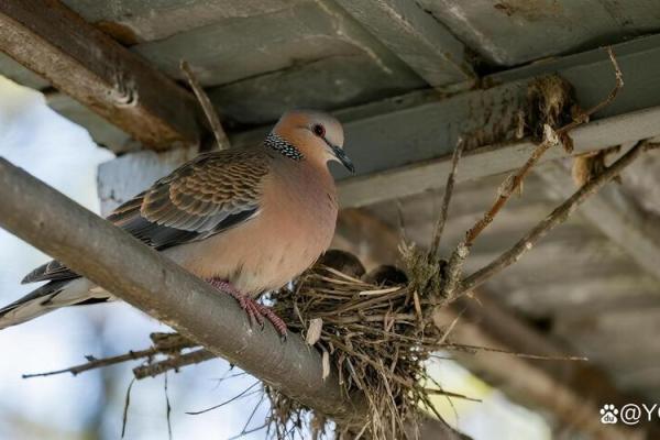 斑鸠的风水作用 斑鸠的风水作用