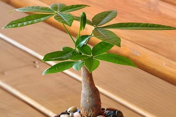 做生意要注意的风水讲究 做生意要注意的风水讲究