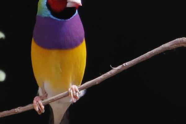 七彩文鸟风水 七彩文鸟风水