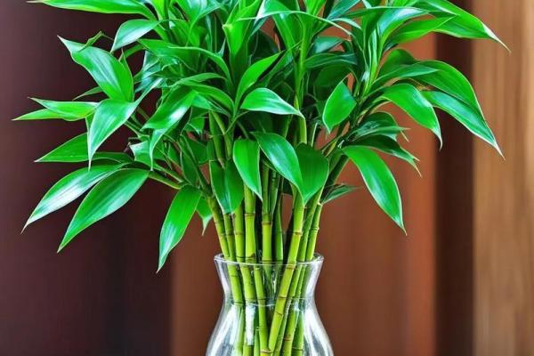 植物风水也有重要作用 推荐几种旺宅的植物