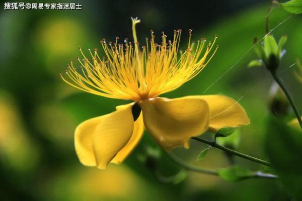 济缘算命：解读鼻子对命运的影响