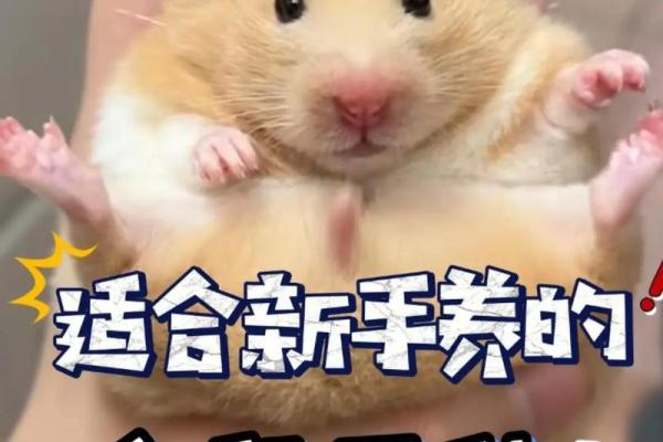 家里养仓鼠对风水好吗