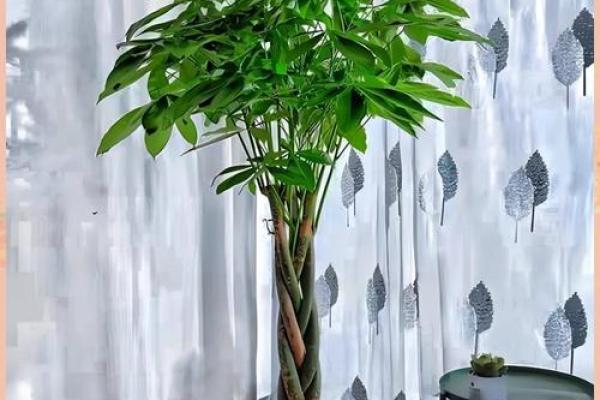 旺事业的风水，布置得当有助益