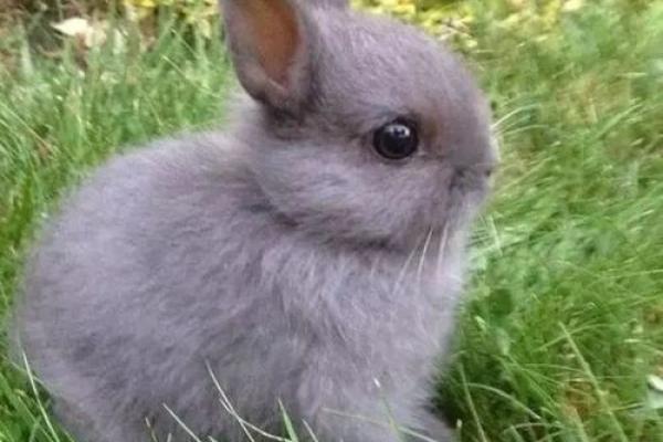 家里养兔子风水，家里养兔子风水好吗