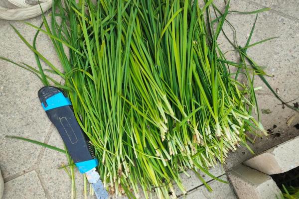 风水院子_韭菜种在院子有甚么寓意